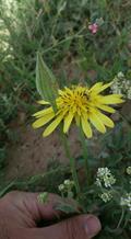 goatsbeard